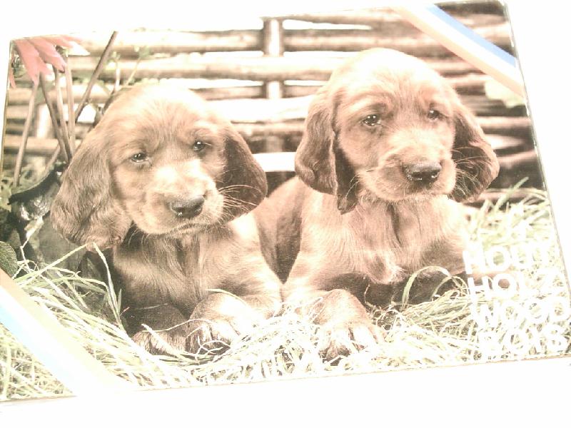 P313.jpg - Twee bruine hondjes